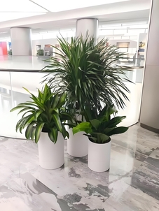 宁波江北花木租摆哪家好